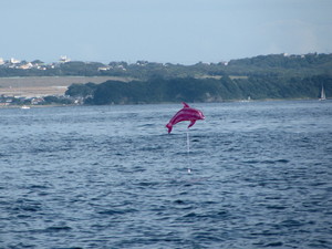 海面を飛ぶイルカ.jpg